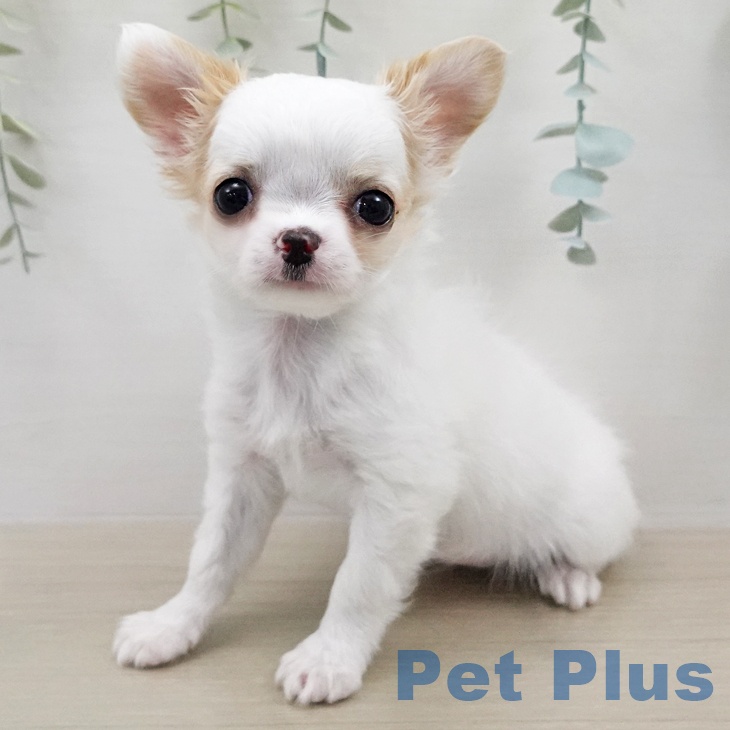 東京都のチワワ(ロング) (ペットプラス 大井町トラックス店/2026年1月16日生まれ/女の子/ホワイトクリーム)の子犬の2枚目の画像
