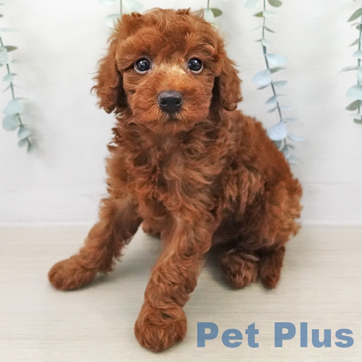 トイ・プードル