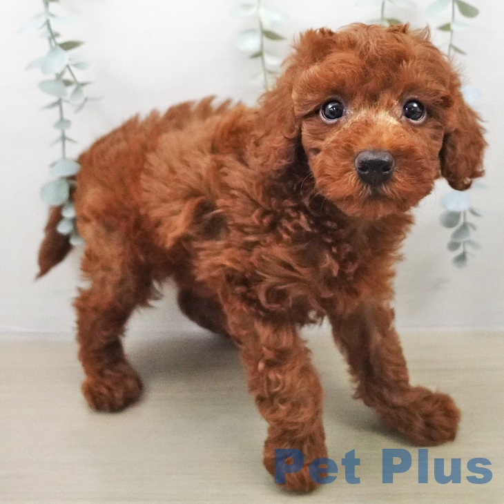 トイ・プードルの写真2