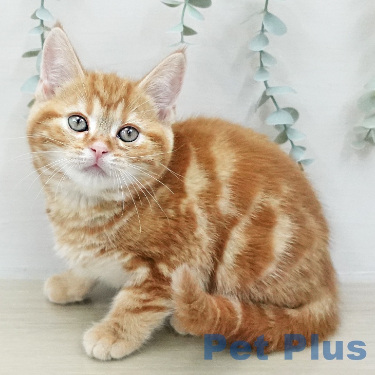 福島県のアメリカンショートヘアー (ペットプラス 福島店/2026年1月20日生まれ/女の子/レッドタビー)の子猫