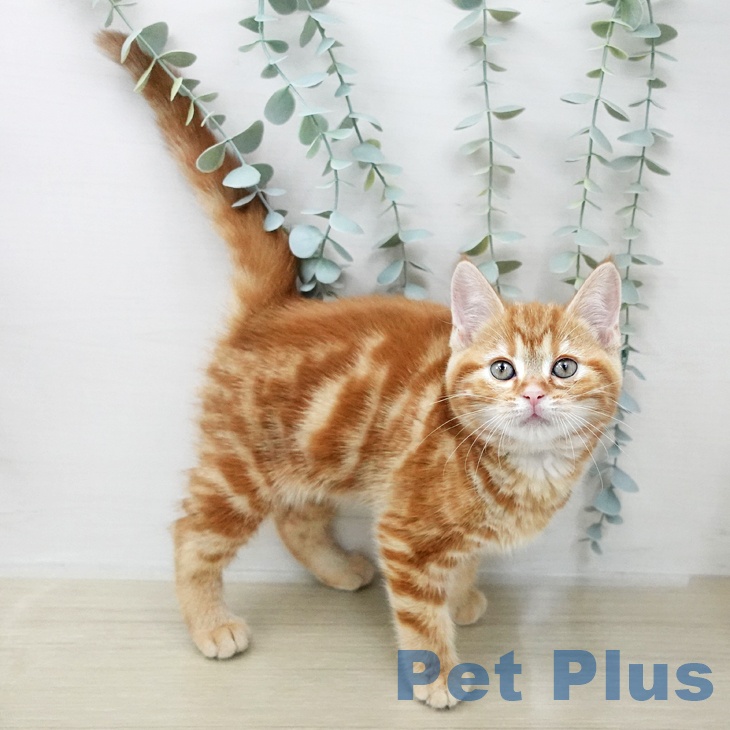 福島県のアメリカンショートヘアー (ペットプラス 福島店/2026年1月20日生まれ/女の子/レッドタビー)の子猫の2枚目の画像