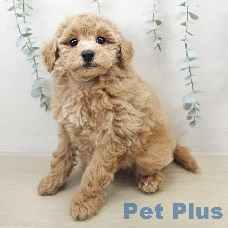 トイ・プードルの写真2