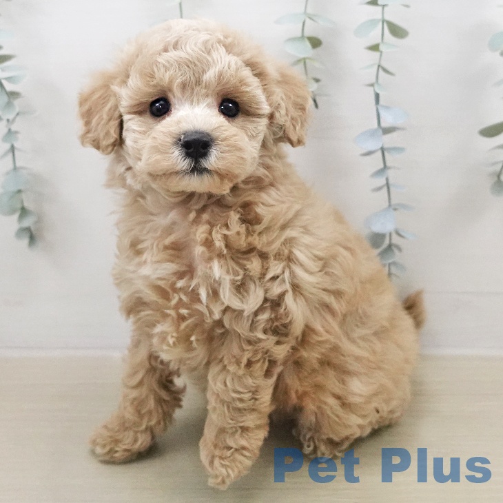 宮城県のトイプードル(トイ) (ペットプラス 仙台上杉店/2026年1月21日生まれ/男の子/ペールフォーン)の子犬