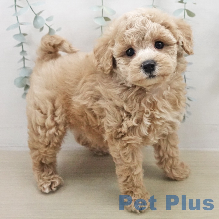 宮城県のトイプードル(トイ) (ペットプラス 仙台上杉店/2026年1月21日生まれ/男の子/ペールフォーン)の子犬の2枚目の画像