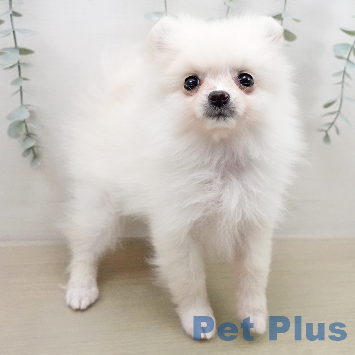 ポメラニアンの写真2