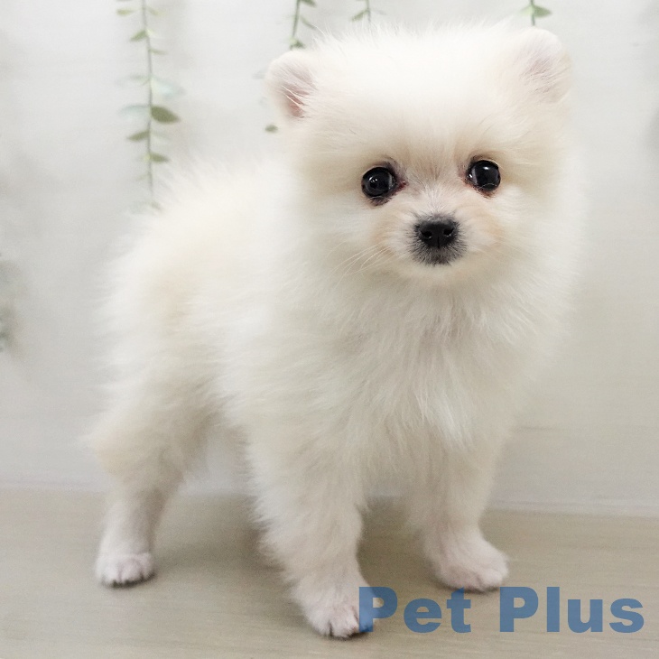 ポメラニアンの写真2