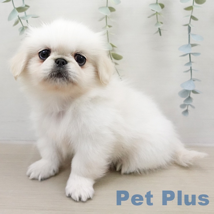 ペキニーズの写真2