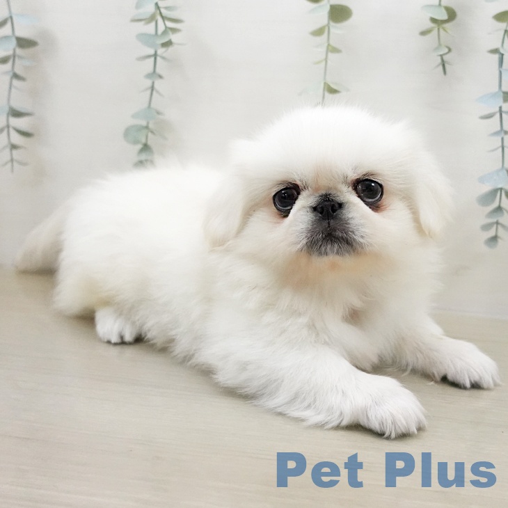 ペキニーズの写真2