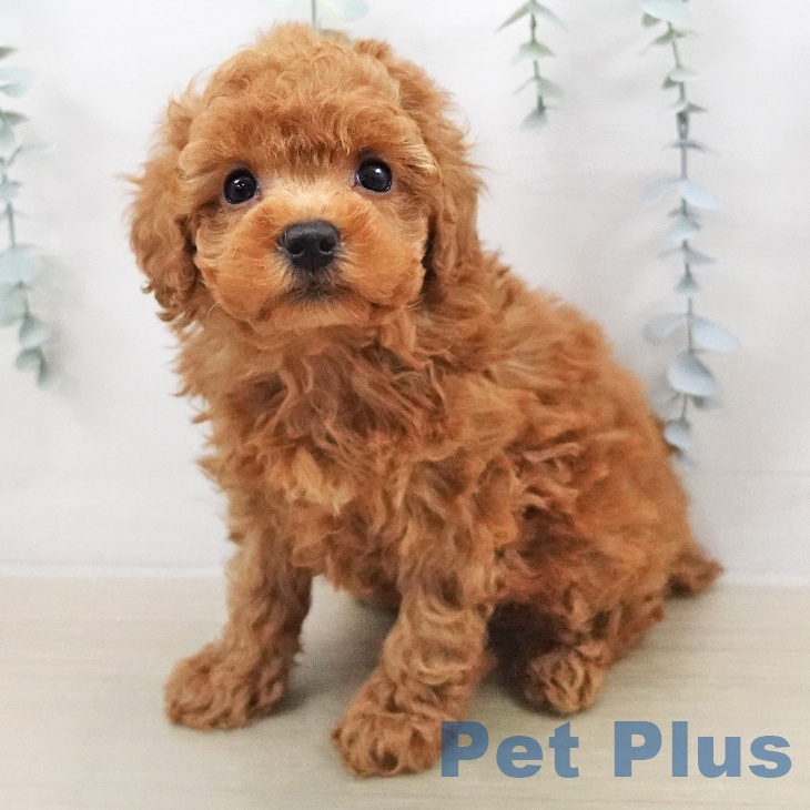 トイ・プードル