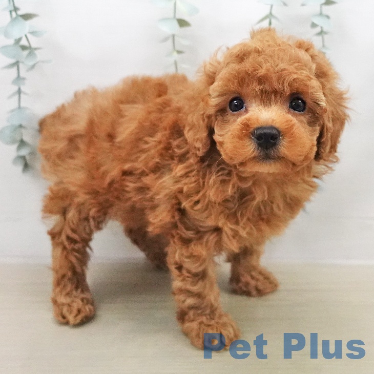 トイ・プードル