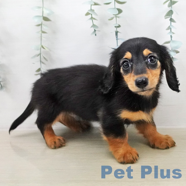 カニーンヘン・ダックスフンドの写真2