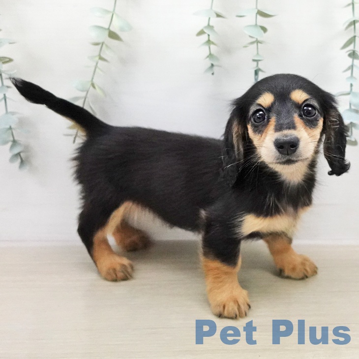 カニーンヘン・ダックスフンドの写真2