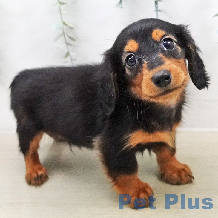 カニーンヘン・ダックスフンド