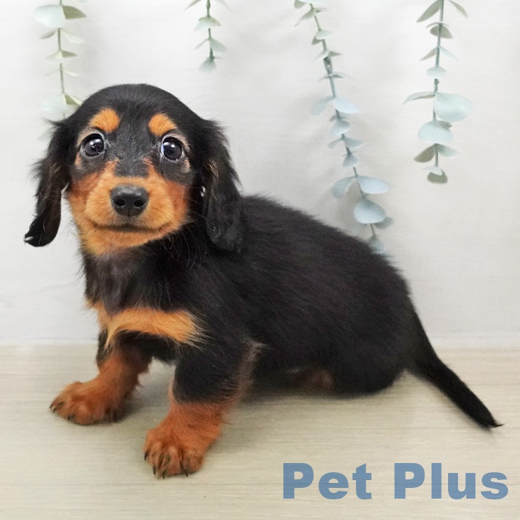 カニーンヘン・ダックスフンドの写真2