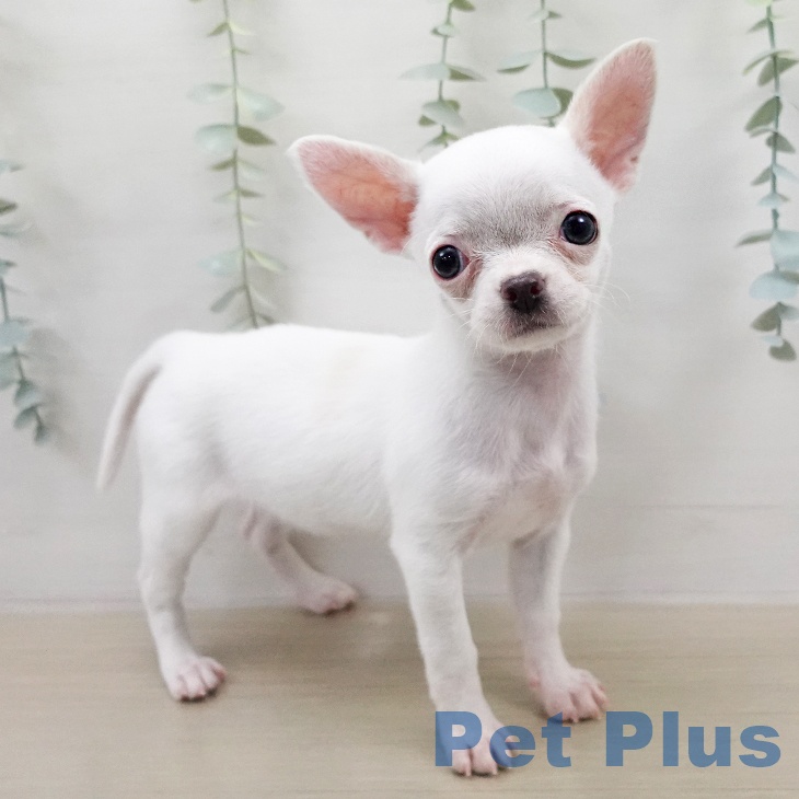 宮城県のチワワ(ロング) (ペットプラス 仙台上杉店/2026年1月20日生まれ/女の子/ホワイトクリーム)の子犬の1枚目の画像