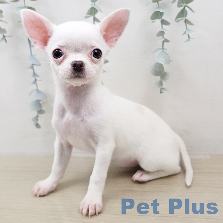 宮城県のチワワ(ロング) (ペットプラス 仙台上杉店/2026年1月20日生まれ/女の子/ホワイトクリーム)の子犬の2枚目の画像