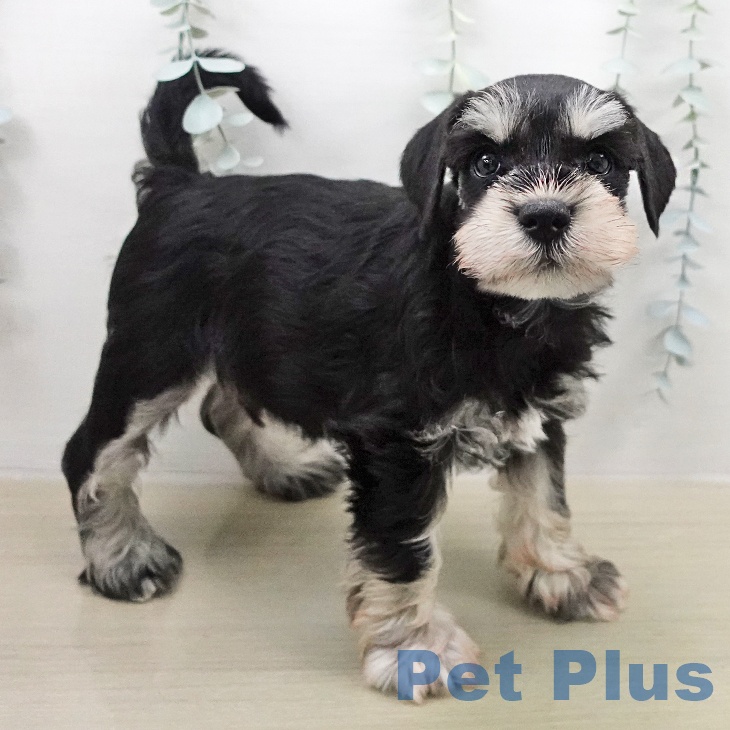 ミニチュア・シュナウザーの写真2