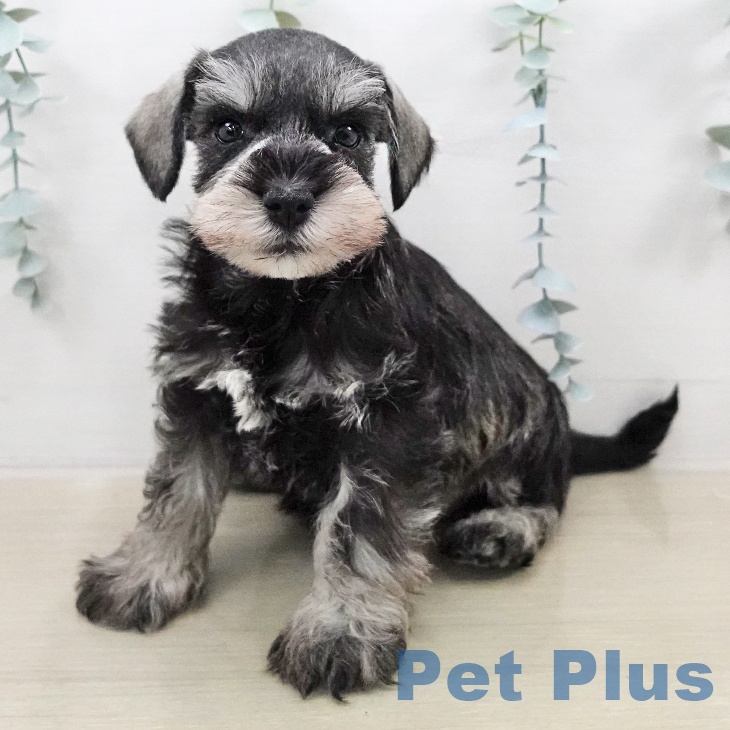 ミニチュア・シュナウザー