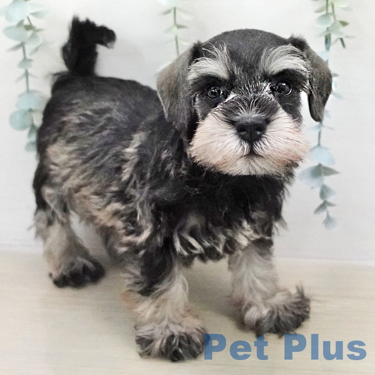 ミニチュア・シュナウザー