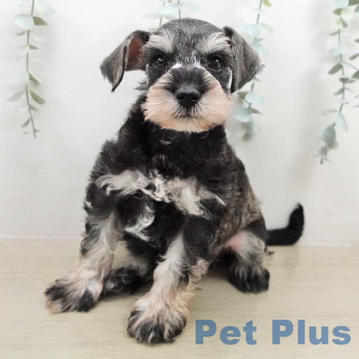 ミニチュア・シュナウザーの写真2