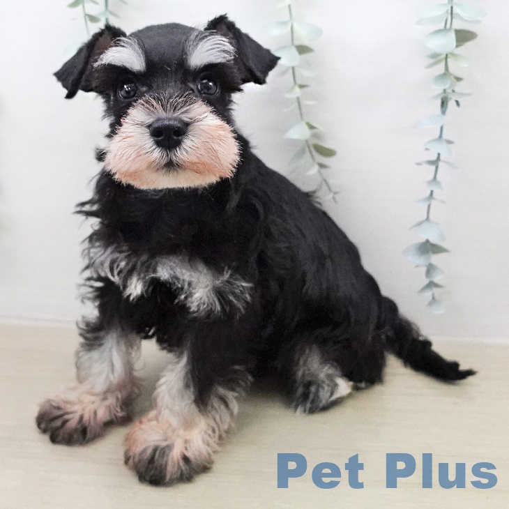 ミニチュア・シュナウザー