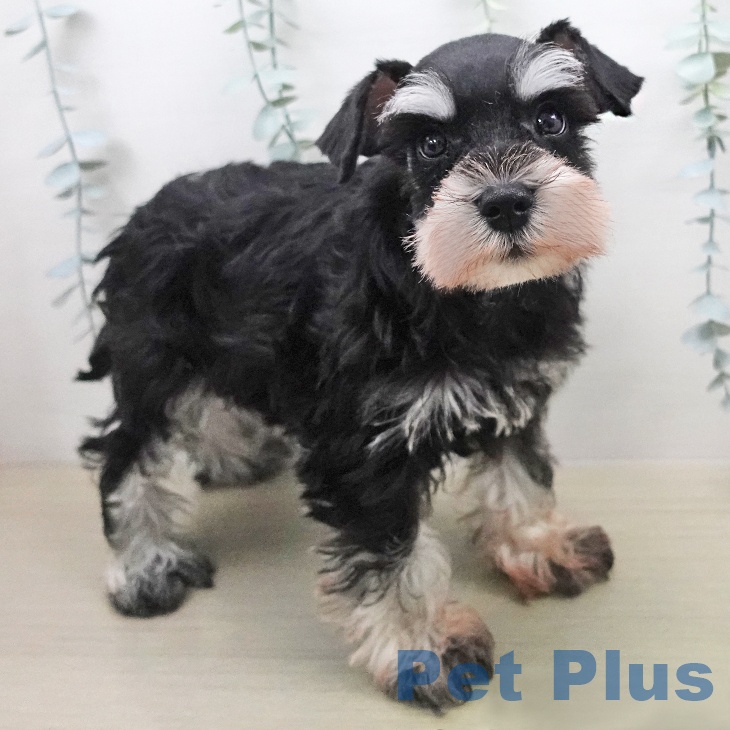 ミニチュア・シュナウザーの写真2