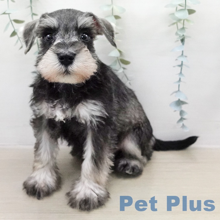 ミニチュア・シュナウザー