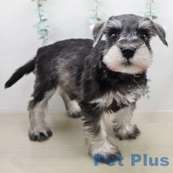 ミニチュア・シュナウザーの写真2