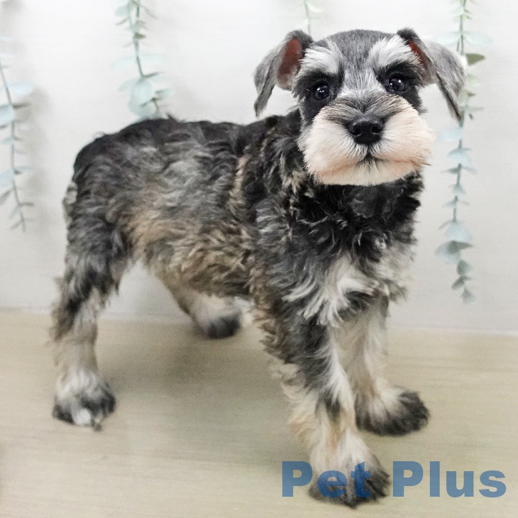 ミニチュア・シュナウザーの写真2