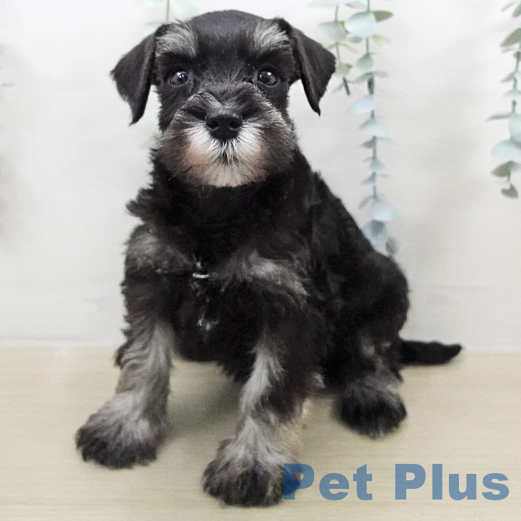 ミニチュア・シュナウザー