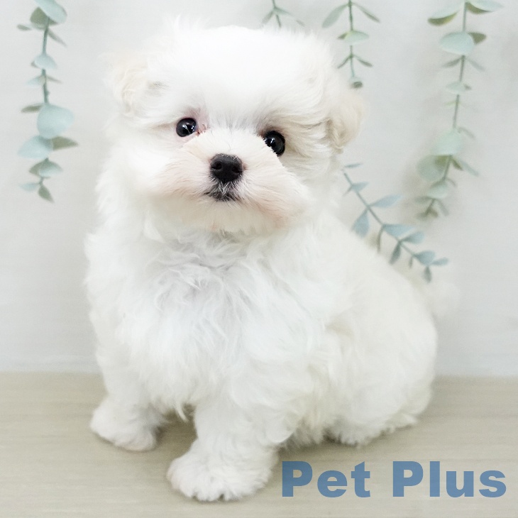 マルチーズの写真2