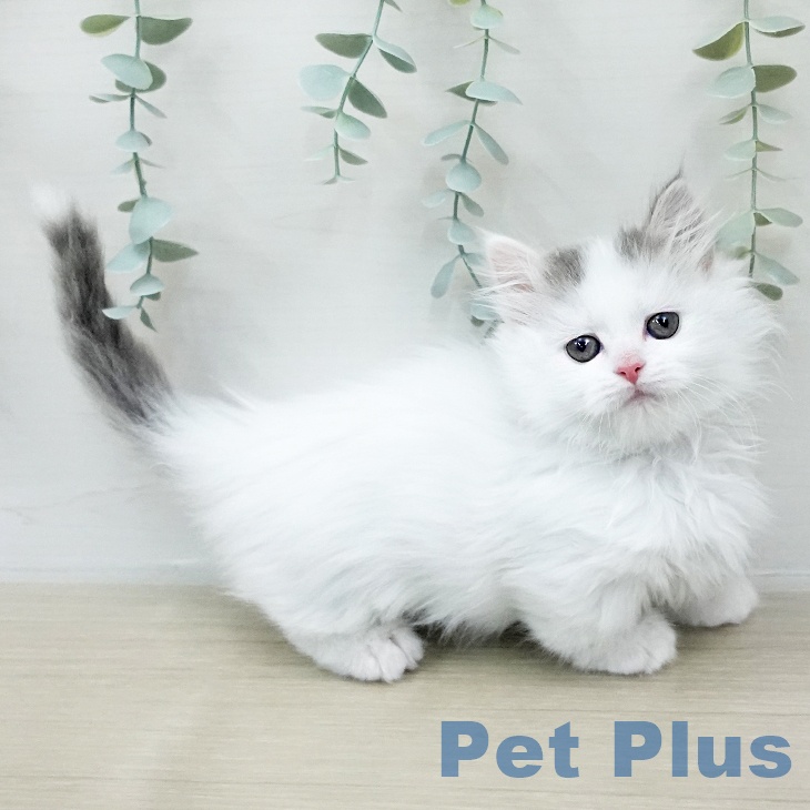 マンチカンの写真2