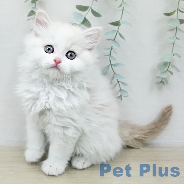 スコティッシュフォールドの写真2