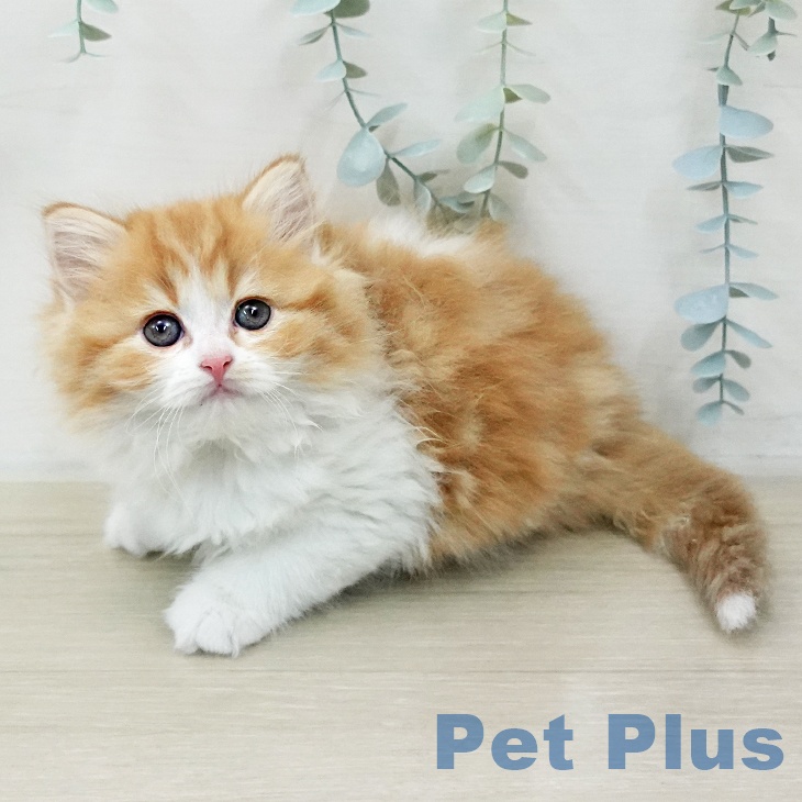 スコティッシュフォールドの写真2