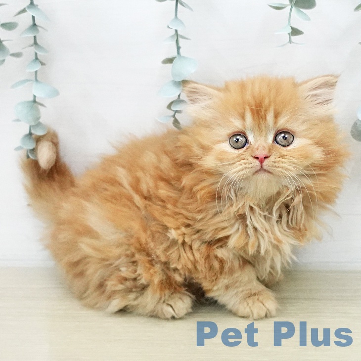 スコティッシュフォールド