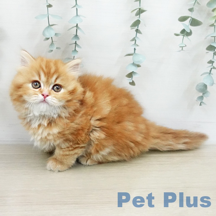 神奈川県のスコティッシュフォールド (ペットプラス 座間店/2026年1月19日生まれ/女の子/レッドタビーホワイト)の子猫の1枚目の画像