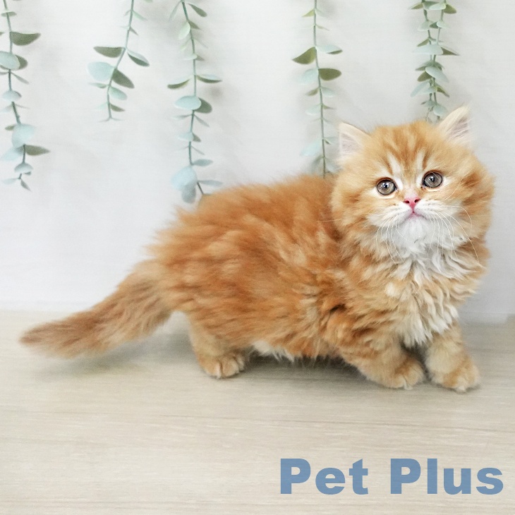 神奈川県のスコティッシュフォールド (ペットプラス 座間店/2026年1月19日生まれ/女の子/レッドタビーホワイト)の子猫の2枚目の画像