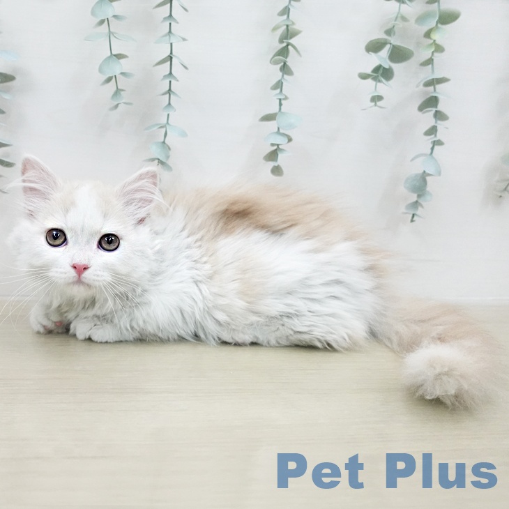 福島県のマンチカン (ペットプラス イオンタウン郡山店/2026年1月3日生まれ/男の子/クリームタビーホワイト)の子猫