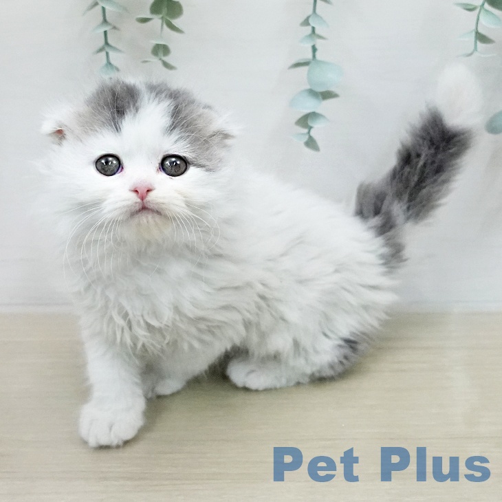 スコティッシュフォールド