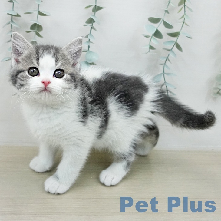 スコティッシュフォールド