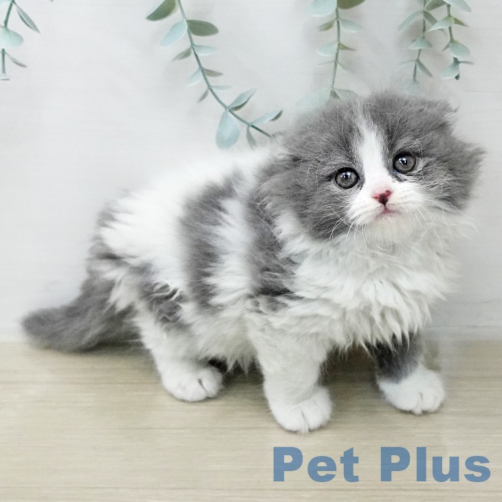 スコティッシュフォールドの写真2