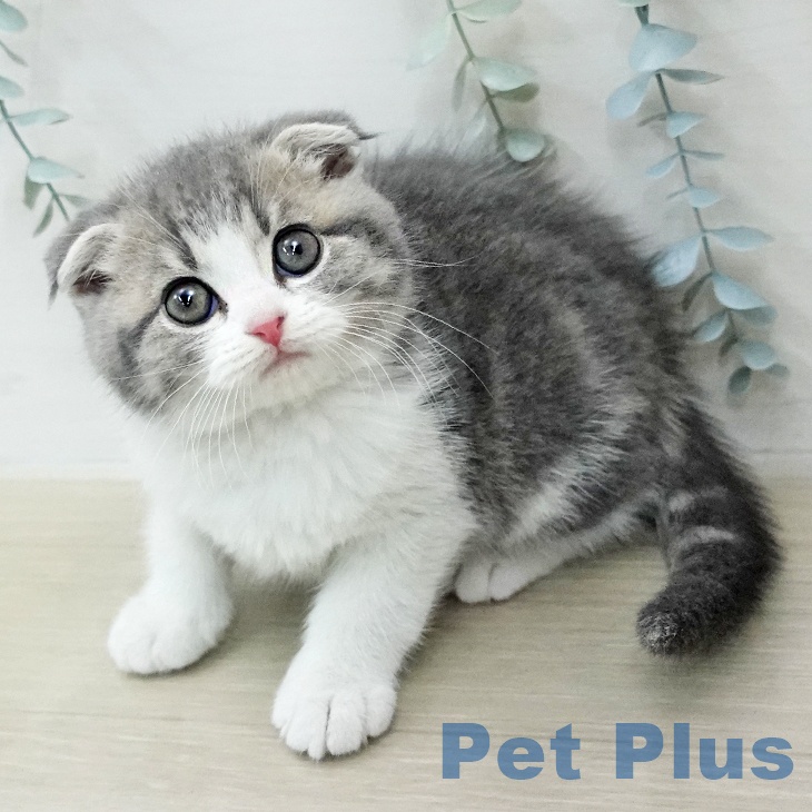 スコティッシュフォールドの写真2