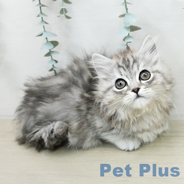 マンチカンの写真2