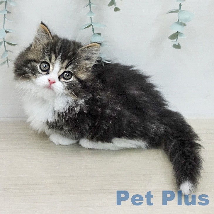 マンチカンの写真2