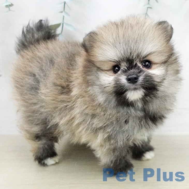 ポメラニアンの写真2