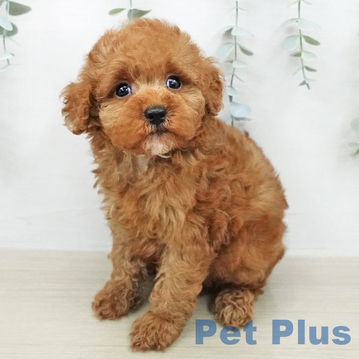 トイ・プードルの写真2