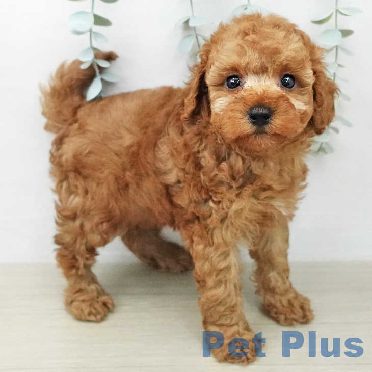 トイ・プードル