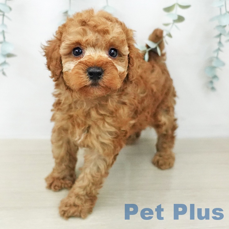 トイ・プードルの写真2