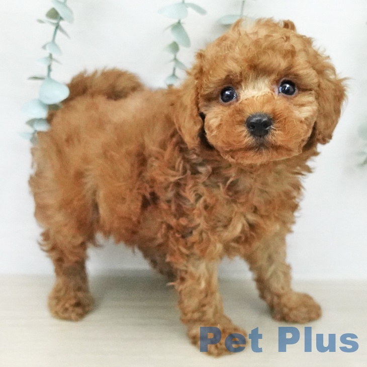 トイ・プードル