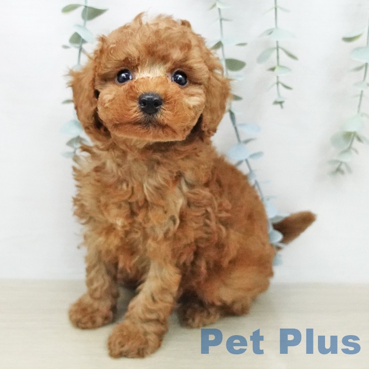 トイ・プードルの写真2